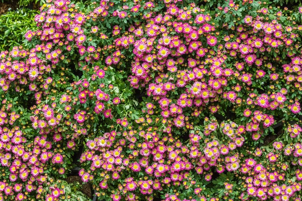 All zinnia flower in garden — Stock Photo, Image