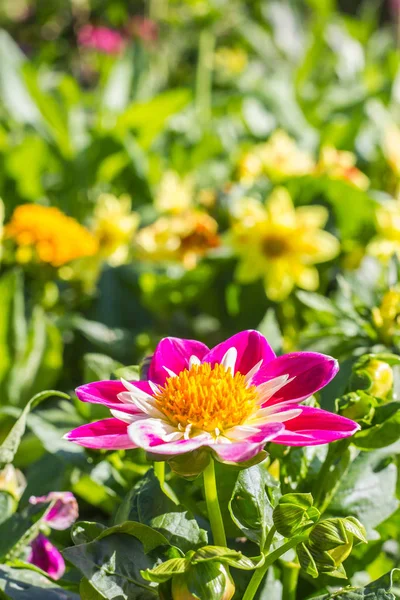 庭の百日草の花 — ストック写真