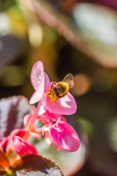 Lilla bi på blomma — Stockfoto