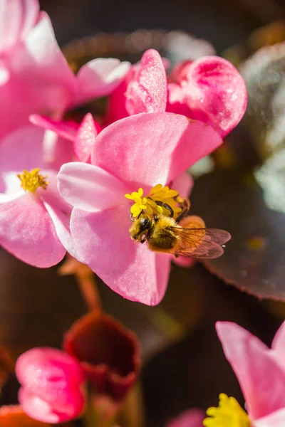 Kleine Biene auf Blume — Stockfoto