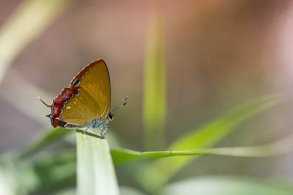 Farfalla di bruchi di zaffiro viola su foglia verde — Foto Stock