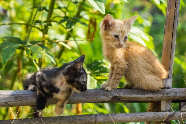 Χαριτωμένο γάτα μπαμπού φράχτη — Φωτογραφία Αρχείου