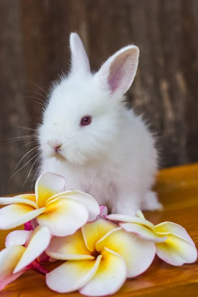 Cute baby królik z kwiatem — Zdjęcie stockowe