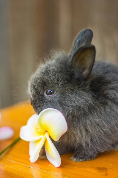 Bonito bebê coelho com flor — Fotografia de Stock
