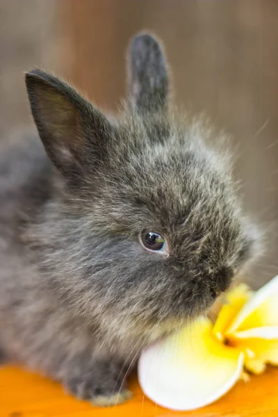 Cute baby rabbit with flower — Stock Photo, Image