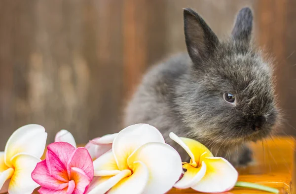 Bonito bebê coelho com flor — Fotografia de Stock