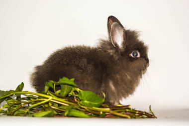 sabah zafer ile sevimli tavşan