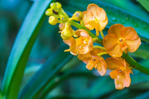 Oranje orchideeën close-up op, Chiang Rai, Thailand — Stockfoto