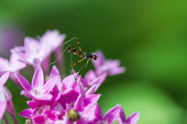 紫色の花に小さな昆虫 — ストック写真