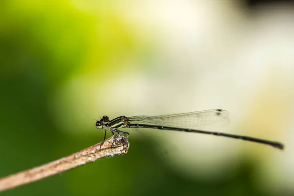 Pequeña mosca verde (Ceriagrion tenellum ) — Foto de Stock