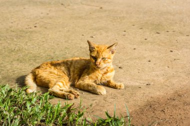 Sabahları tatlı kedi.