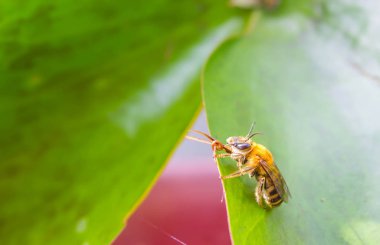 Yeşil yapraklı küçük arı
