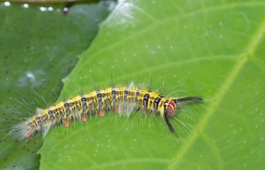 Yeşil yaprağın üzerinde kelebek kurdu