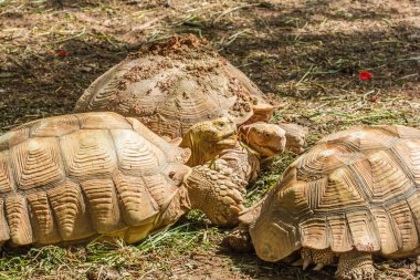 Hayvanat bahçesindeki şirin kaplumbağa..