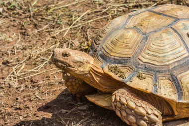 Hayvanat bahçesindeki şirin kaplumbağa..