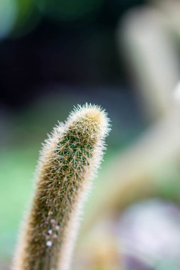 Şirin kaktüs seçici odak