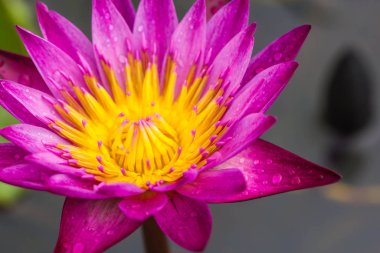 Doğa arka planında pembe nilüfer çiçeği