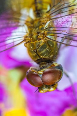 Çiçekteki sevimli yusufçuk