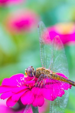 Çiçekteki sevimli yusufçuk