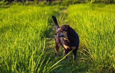 Doğada yaşayan sevimli bir köpek.