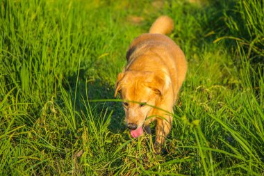 Doğada yaşayan sevimli bir köpek.