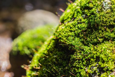 Şelalenin oradaki kayada yeşil yosun var.