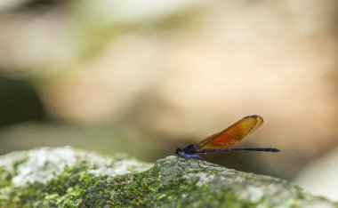 damselfly kaya üzerinde dinlenmek