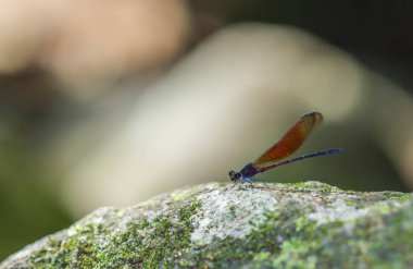 damselfly kaya üzerinde dinlenmek