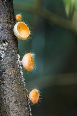 Doğada biraz mantar var.