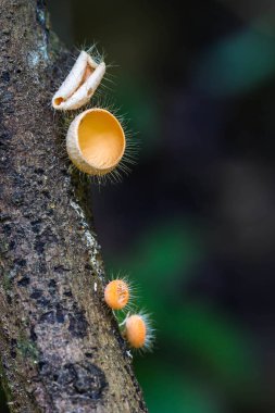 Doğada biraz mantar var.