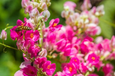 Meksika Sarmaşığı çiçeğindeki küçük arı