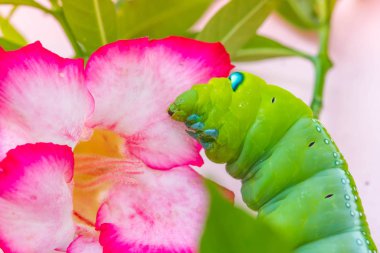 Yeşil yaprağın üzerinde kelebek kurdu