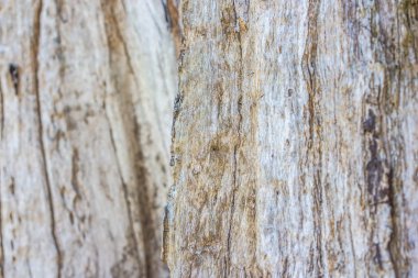 Arkaplan için ahşap dokuyu kapat