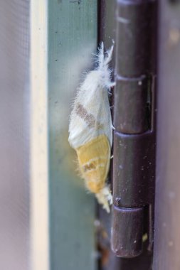 Güve çiftleşmesi duvarda