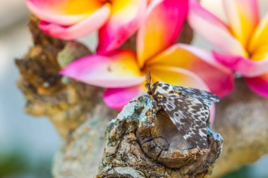 Plumeria ağacının dalındaki sevimli güve.