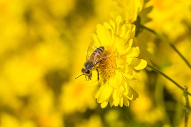 Kasımpatı çiçeğinin üzerindeki küçük arı