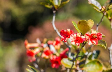 Doğa arka planında küçük kırmızı çiçek