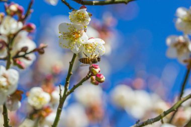 Bahçedeki tatlı erik çiçeği