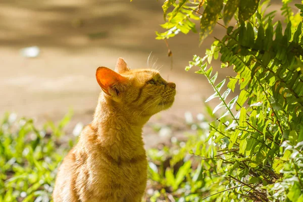 Lindo gato en la mañana — Foto de Stock