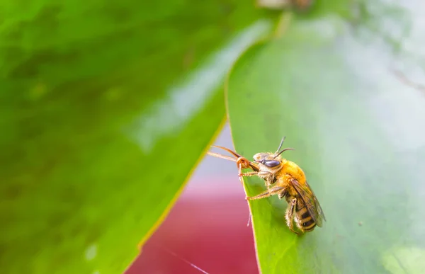 Kleine Biene auf grünem Blatt — Stockfoto