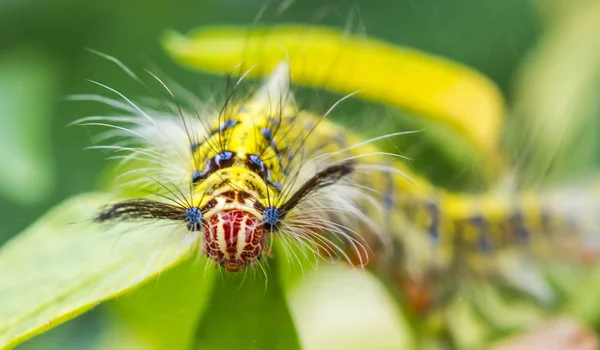 Gusano mariposa en hoja verde —  Fotos de Stock
