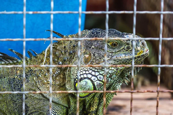 Poor giant lizard in cage — Stock Photo, Image