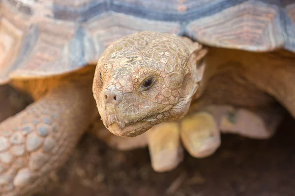 Nette Schildkröte im öffentlichen Zoo. — Stockfoto