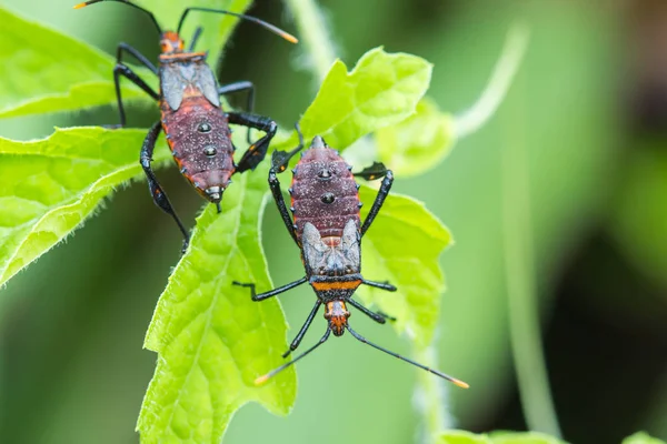 L'insecte scarabée sur la feuille — Photo