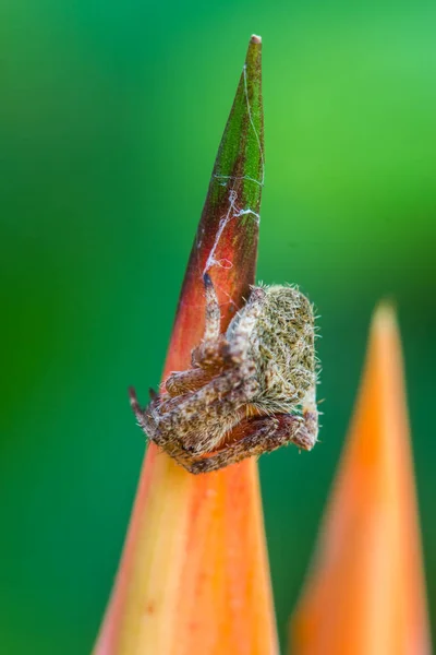 Mist-Spinne auf orangefarbener Blume — Stockfoto