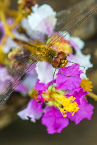 Cute dragonfly on flower — Stock Photo, Image