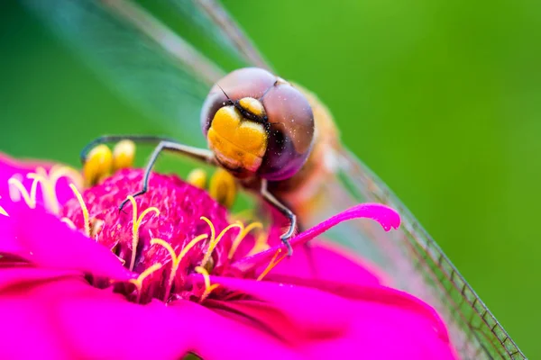 Cute dragonfly on flower — Stock Photo, Image