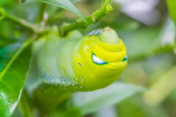 Червяк-бабочка на зеленом листе — стоковое фото