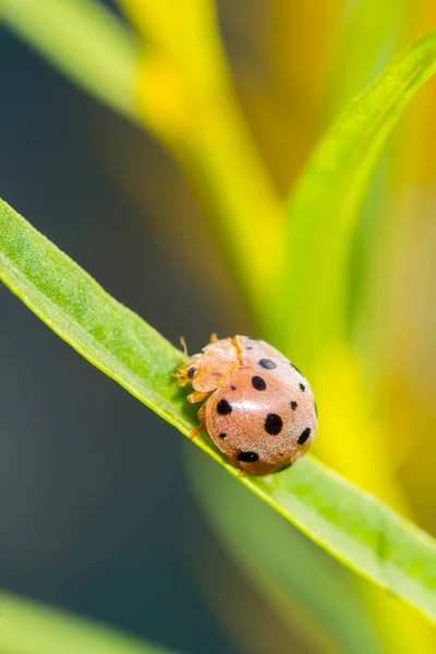 Cute beetle  on pink flower — Stock Photo, Image