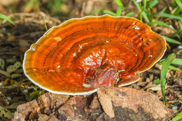 Lynx spider on white mushroom — Stock Photo, Image